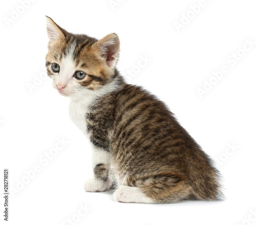 Cute funny kitten on white background