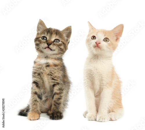 Cute funny kittens on white background © Pixel-Shot
