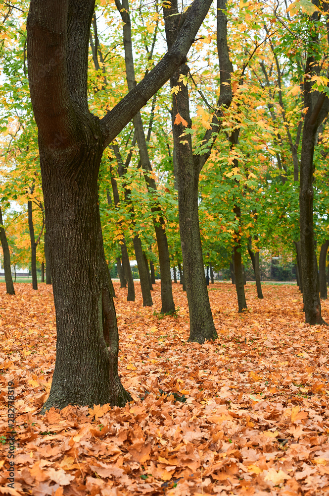 Autumn trees in city park, beautiful nature, fall season, yellow leaves Autumn trees in city park, beautiful nature, fall season, yellow leaves