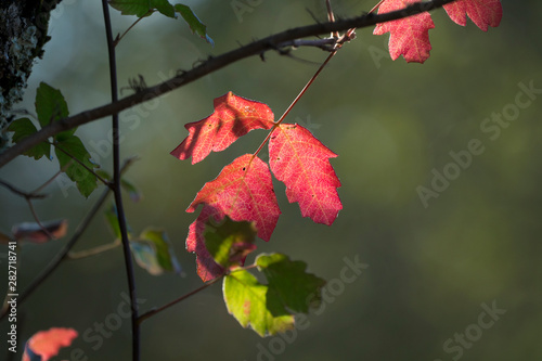Poison oak leaves identification, fall color, rhus toxicodendron, poisonous forest woodland plants, red leaves and berries, woody stem, Northern California flora	