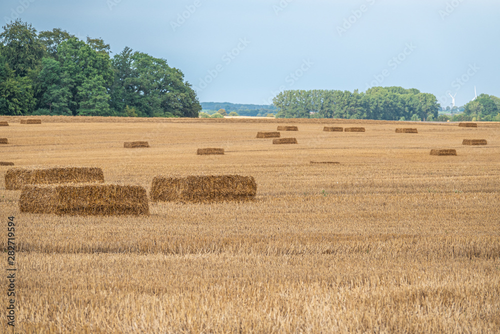 square straw bales lie on a field after the grain harvest