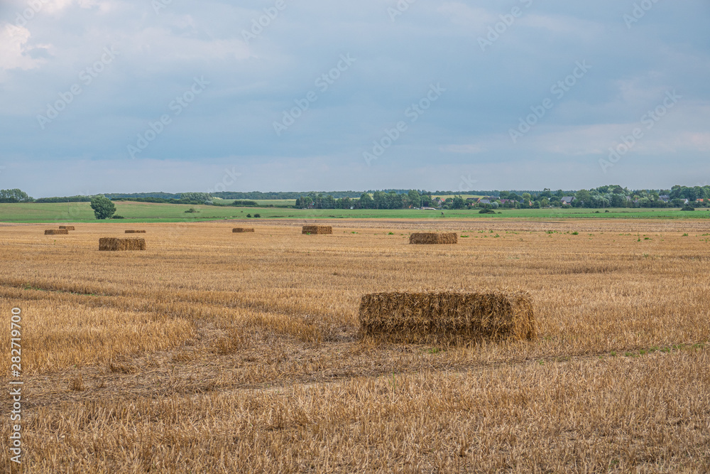 square straw bales lie on a field after the grain harvest