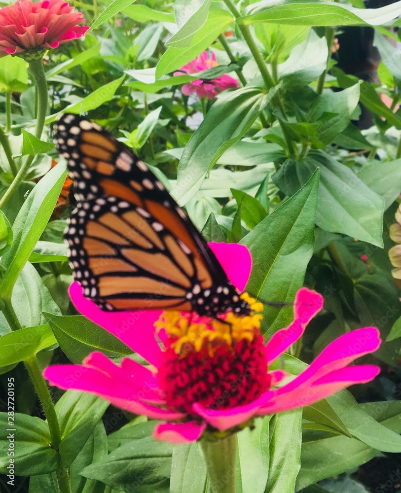 Fototapeta premium butterfly on flower