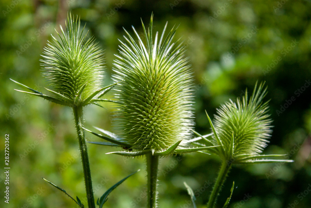 Dipsacus fuiionum flowers on a green meadow on a sunny day. Side view, close-up. Dipsacus fuiionum flowers on a green meadow on a sunny day. Side view, close-up.