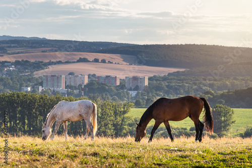 Two horses grazing on pasture