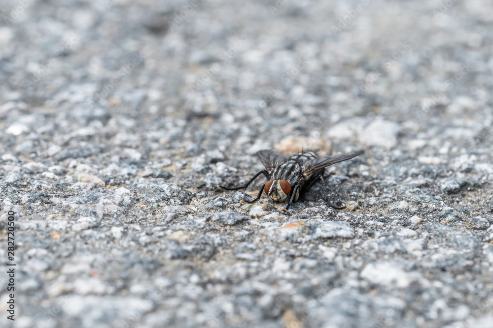 Eine große Fliege sitzt auf dem Asphalt einer geteerten Straße, Deutschland Eine große Fliege sitzt auf dem Asphalt einer geteerten Straße, Deutschland