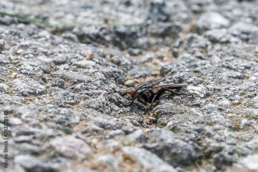 Eine große Fliege sitzt auf dem Asphalt einer geteerten Straße, Deutschland Eine große Fliege sitzt auf dem Asphalt einer geteerten Straße, Deutschland