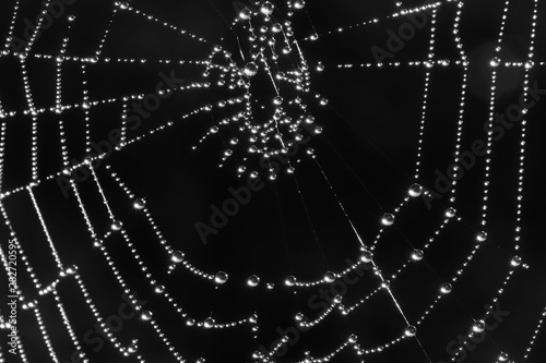 Dew drops in a spiderweb