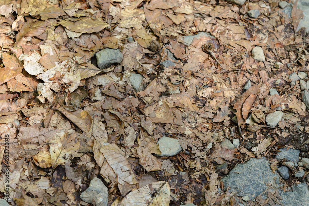 texture of stones and fallen leaves