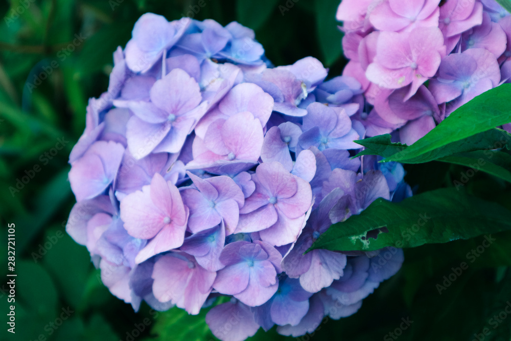 blaue Hortensie Hydrangey blaue Hortensie Hydrangey
