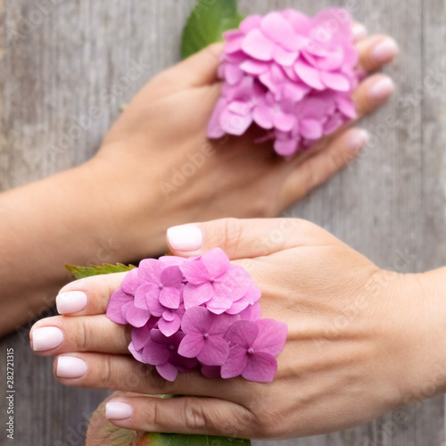 A woman with a beautiful fashionable manicure holds beautiful hydrangea flowers. Well-groomed hands. Congratulations for her. 