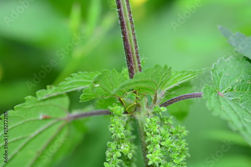 Cicada  -   Buffalo treehopper  (  Stictocephala bisonia  )  from above  in green nature photo