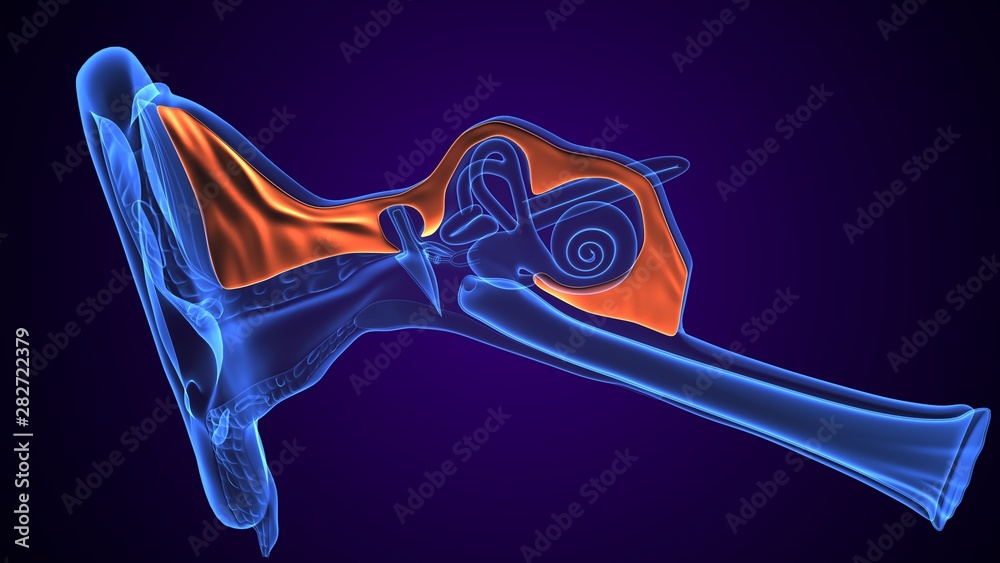 3d illustration of human body ear anatomy Stock Illustration Biology Diagrams