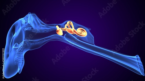 3d rendered inner ear cochlea on blue background photo