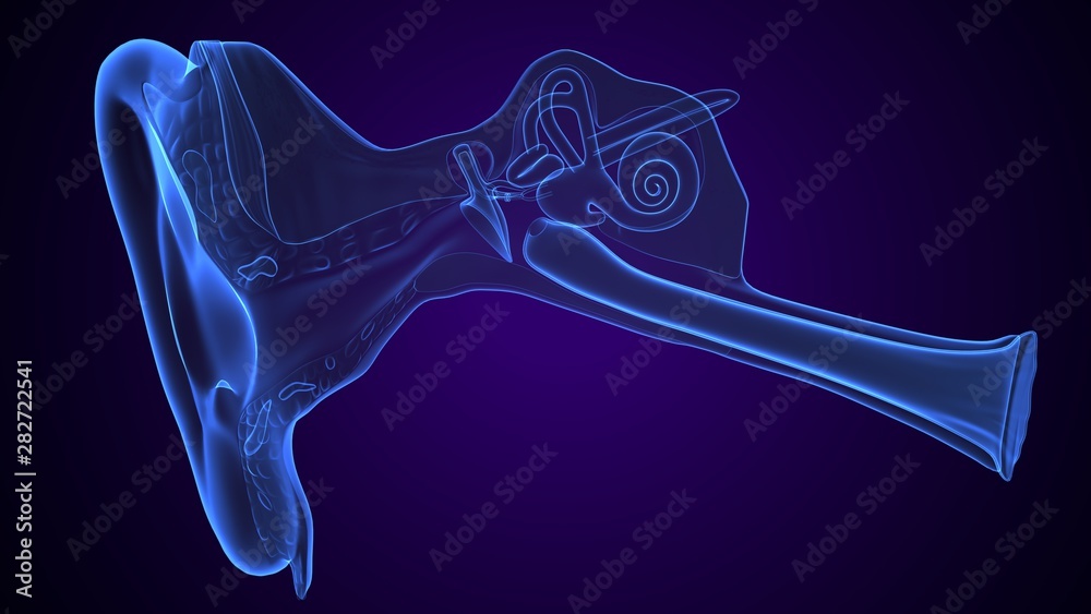 3d illustration of human body ear anatomy Stock Illustration | Adobe Stock