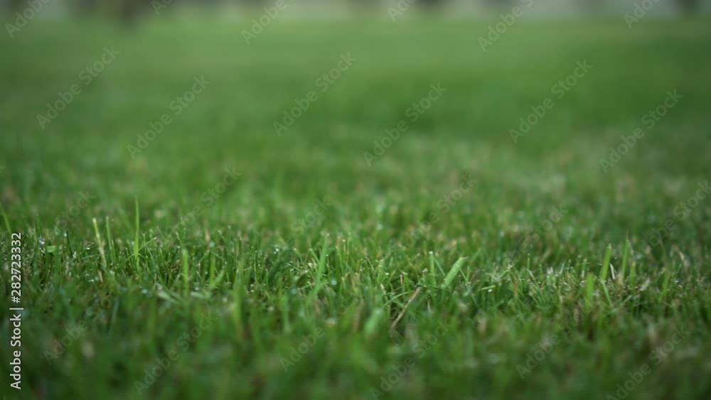 A gliding shot over a green summer grass lawn. A gliding shot over a green summer grass lawn.