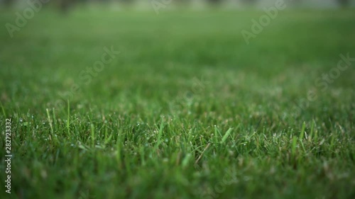 Wallpaper Mural A gliding shot over a green summer grass lawn. Torontodigital.ca