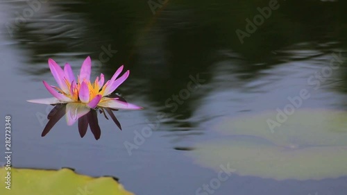 The pool with lotus flowers blooming. On a windy and sunny day