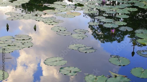 Pond with lotus trees With many green leaves On sunny days