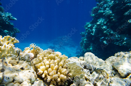 Underwater landscape of the red sea