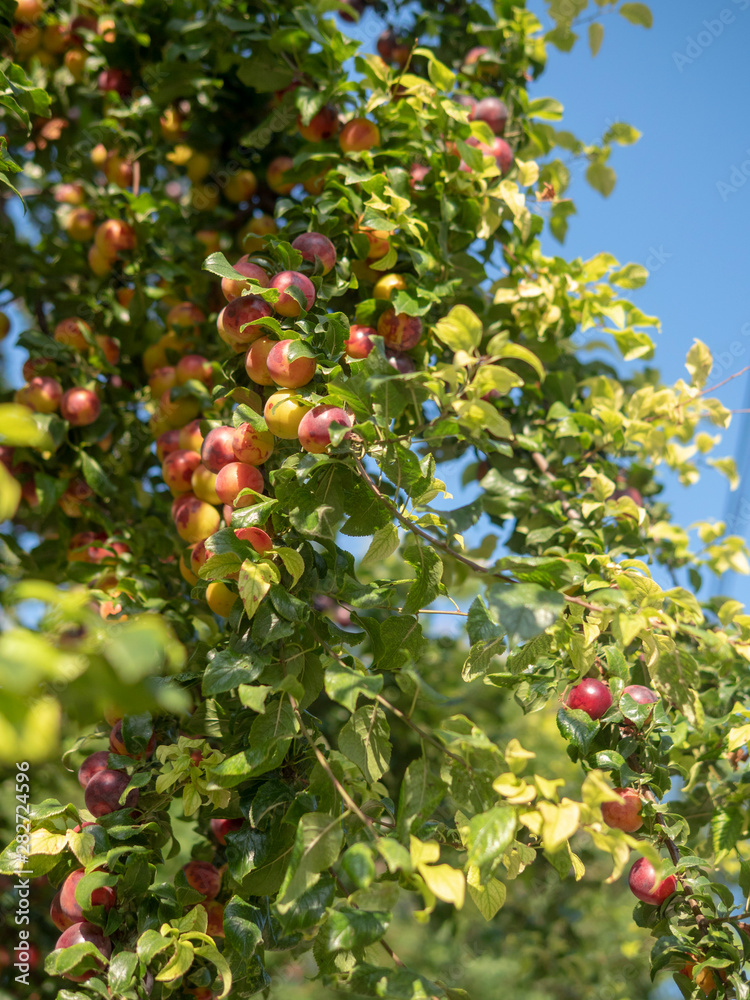 Large crop of plums. A lot of fruits on the branches. Large crop of plums. A lot of fruits on the branches.