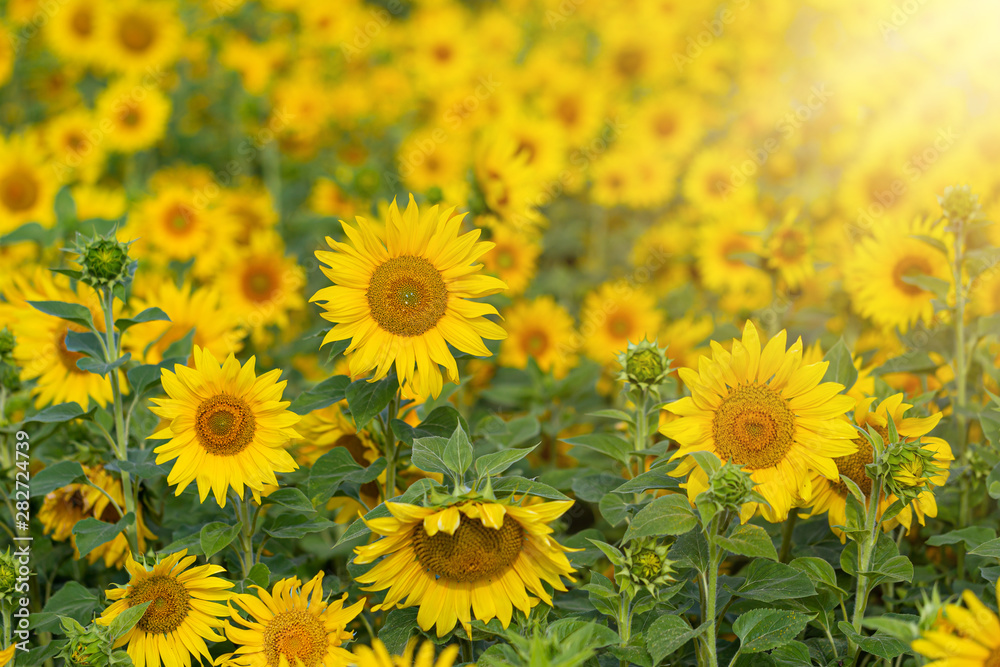 Sunflower flower for use as a background. Sunflower flower for use as a background.