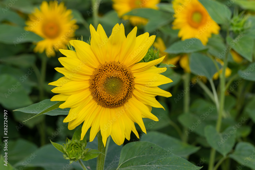 Sunflower flower for use as a background.