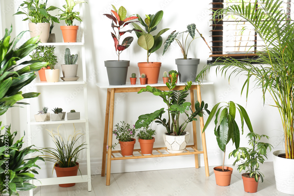 Stylish room interior with different home plants Stylish room interior with different home plants