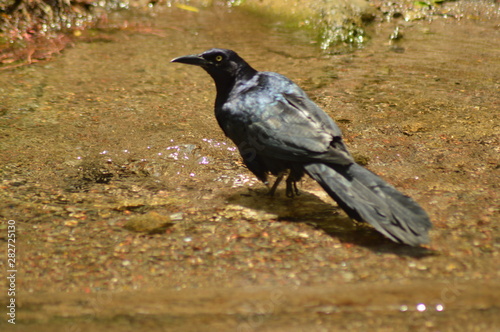 A crow drinking water from the river