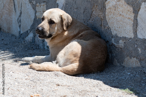 Abandoned homeless stray dog lying down at the waterfront outside of Foca in the Izmir province in Turkey. Stray dogs and cats are a  problem in Turkey. © Kristin Greenwood