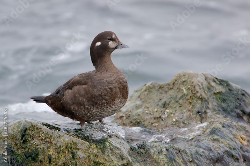 Harlequin Duck (Histrionicus histrionicus) female on rock, Barnegat Jetty, New Jersey