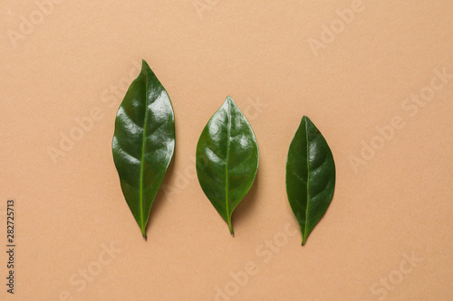 Fresh green coffee leaves on light orange background, flat lay