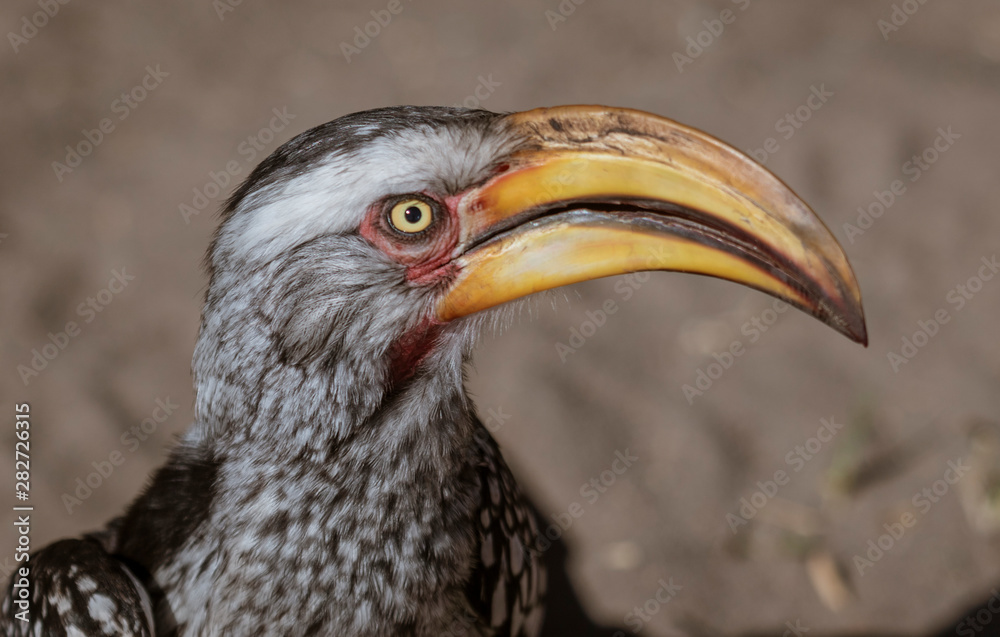 Close-up of head of a Yellow Billed Hornbill
