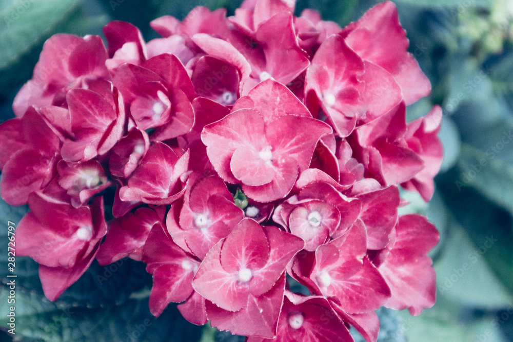 Hortensie pink Hydrangea