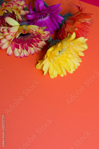 different color gerneras on the orange background yellow pink red