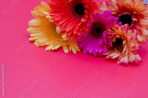 different color gerneras on the pink background yellow pink red top view copy space cold tone