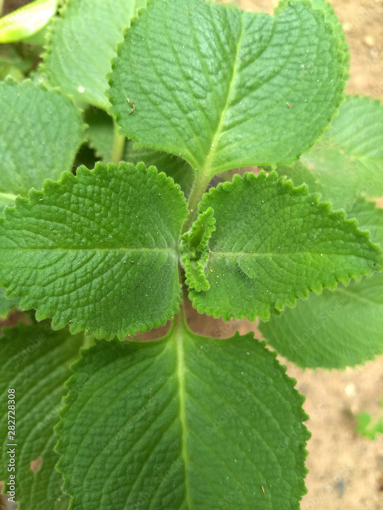 Medicinal plant and also used as seasoning. With smell of mint and taste of oregano (Plectranthus amboinicus) Medicinal plant and also used as seasoning. With smell of mint and taste of oregano (Plectranthus amboinicus)