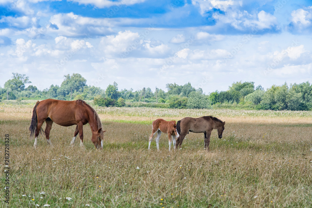 mare and young foal mare and young foal