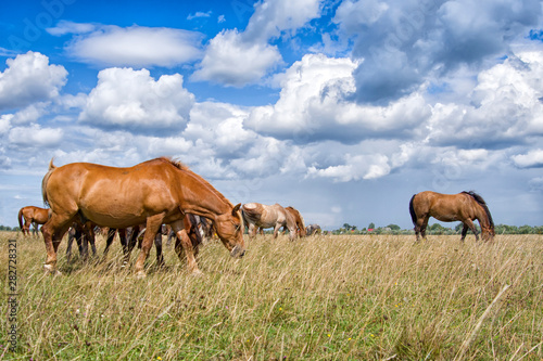 Fototapeta Naklejka Na Ścianę i Meble -  horses eats grass