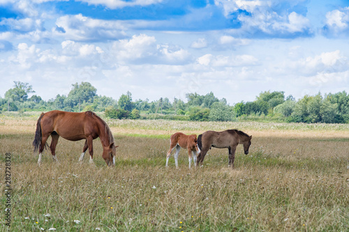 mare and young foal © Perytskyy