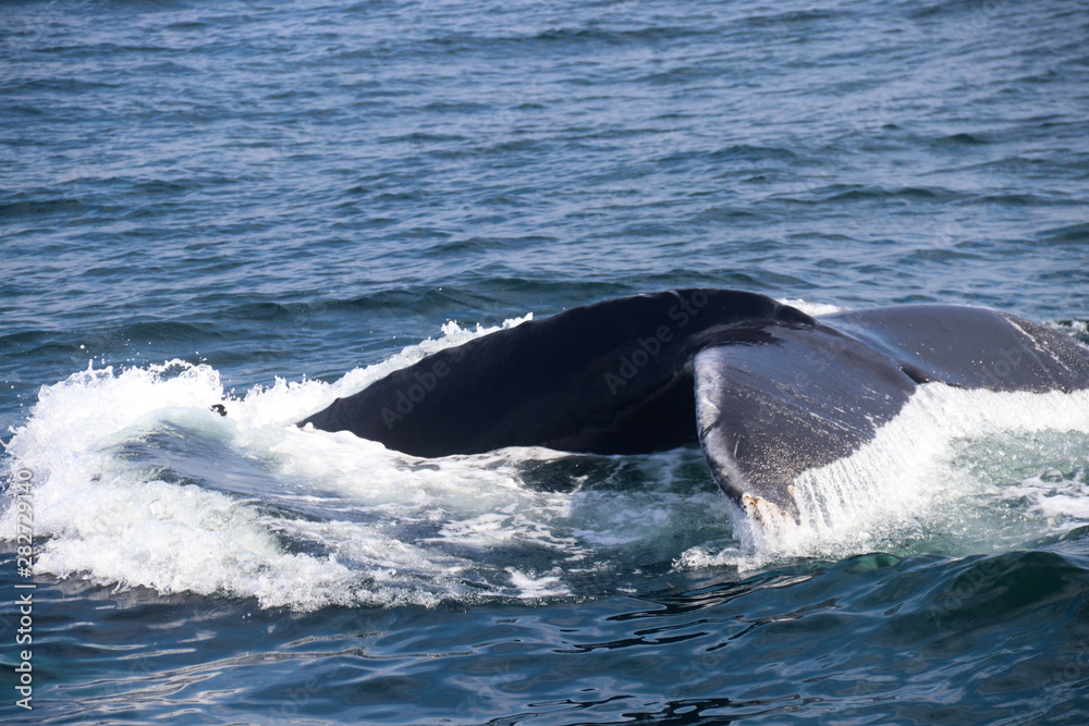 Fototapeta premium Humpback Whale Tail