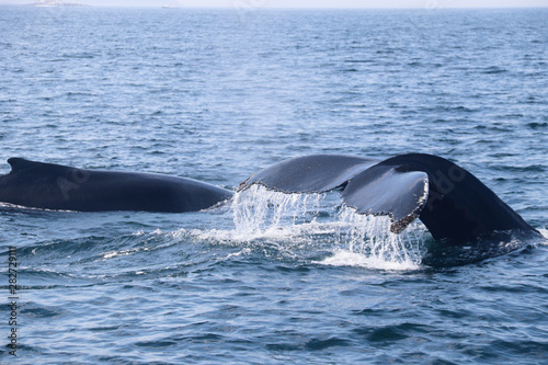Mother Humpback Whale with Calf