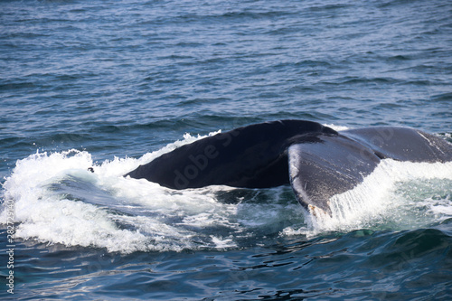 Humpback Whale Tail © pbaird