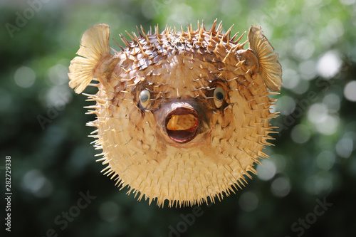 Front view of a blow fish or porcupine fish
