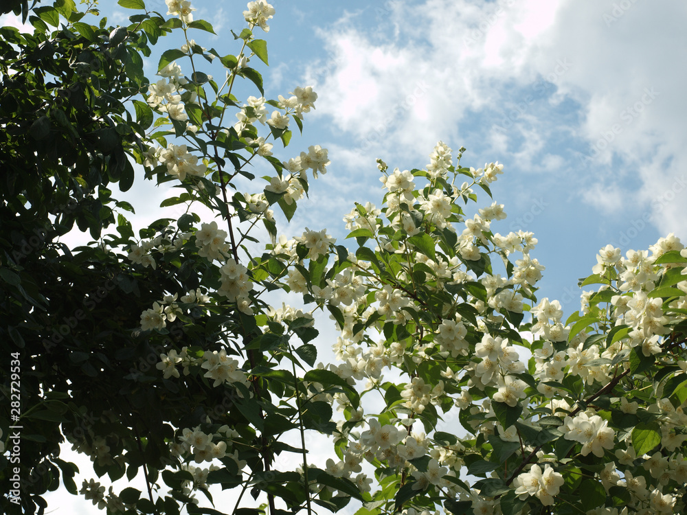 Blooming jasmine bush against the background of a summer blue sky with floating clouds.