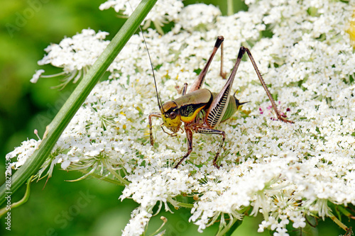 Griechische Strauchschrecke (Eupholidoptera megastyla) - Greek marbled bush-cricket photo