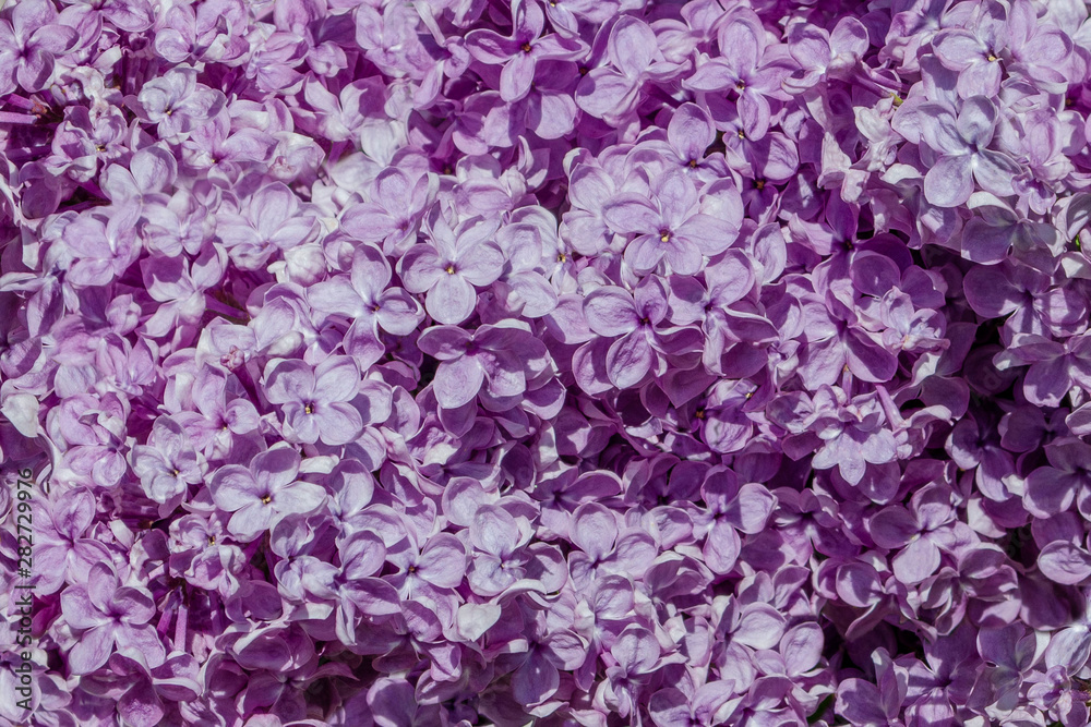 Spring blooming lilac blossom view. Lilac flowers close up. Spring lilac flowers. Lilac branch flowers