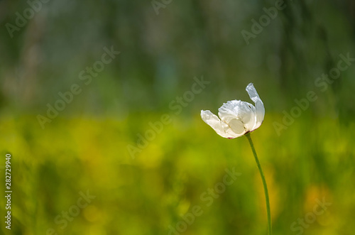 Delicate white poppies in the morning light, in springtime.
