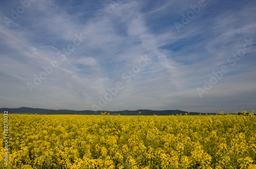 Blossoming field of yellow rapeseed field and a stormy spring day