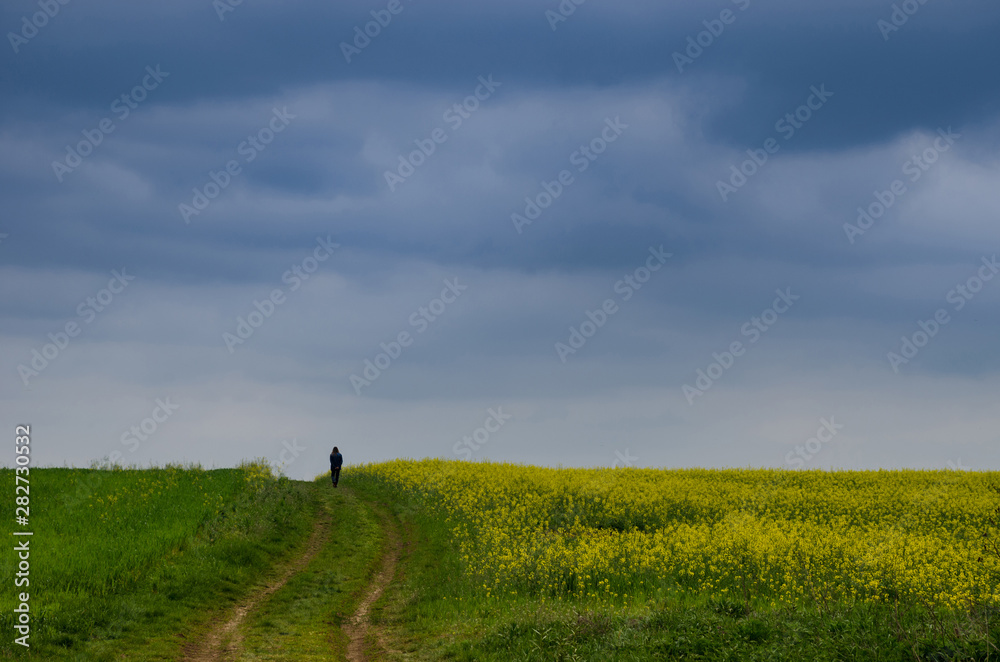Man walking through blossoming field of yellow rapeseed field in a stormy spring day Man walking through blossoming field of yellow rapeseed field in a stormy spring day